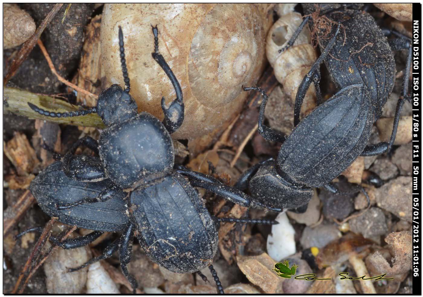 Scaurus striatus, Tenebrionidae